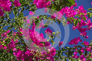 Looking up to blue skies and clusters of purple bougainvillea