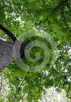 Looking up to canopy of chestnut tree with selective focus