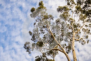 Looking up to the crown of a tall Eucalyptus tree; eucalyptus trees were introduced to California and are considered invasive