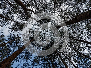 Looking up to Forest - Green Tree branches nature abstract, tree