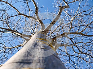 looking up to leafless tree branches