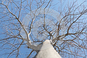 looking up to leafless tree branches