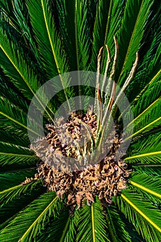 Looking Up To Palm Tree. Green texture background