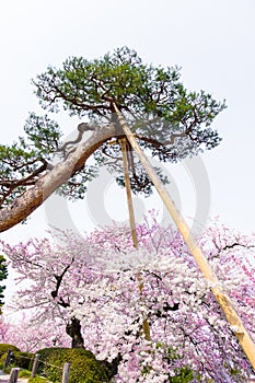 Looking up to the sky see a big pine tree with strange branches against blue sky background, pine branches hold with big lumber in