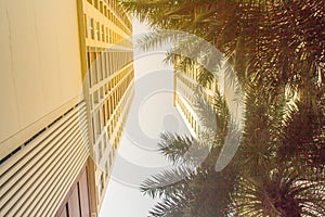 Looking up to skyscraper towers into the sky with palm trees on foreground. Sunny sky with palm tree decoration in modern apartmen