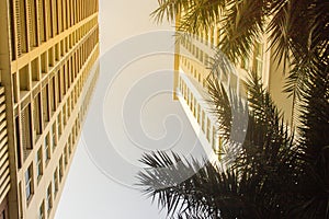 Looking up to skyscraper towers into the sky with palm trees on foreground. Sunny sky with palm tree decoration in modern apartmen