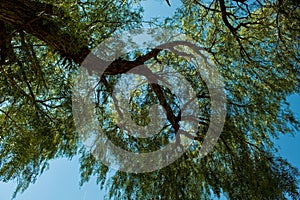 Pirul tree top with branches and old of that