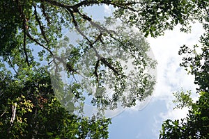 Looking up to the tree top in tropical forest