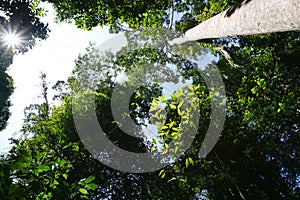 Looking up to the tree top in tropical forest
