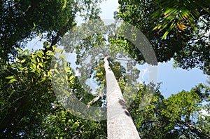 Looking up to the tree top in tropical forest