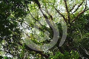 Looking up to the tree top in tropical forest