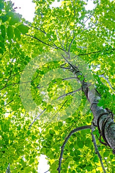 View of tree tops from below