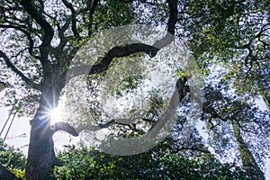 Looking up towards the sky from under a large old coastal live oak tree, Cambria, California