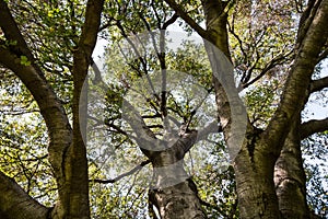 Looking up towards the sky from under a large old live oak tree, Pasadena, California