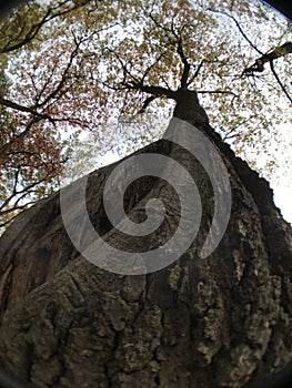 Looking up tree bark towards sky