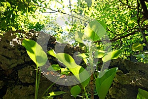 Looking up at tree with sunshine on beautiful natural background.