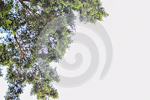 Looking up at the tree on top