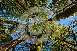 Looking up at tree tops and moss covered trunks in a tropical forest