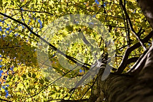 Looking up the tree at yellow fall leaves