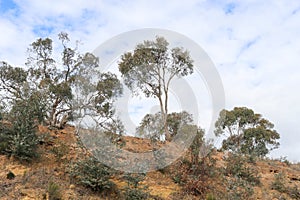 Looking up a treed embankment towards a blue cloudy sky