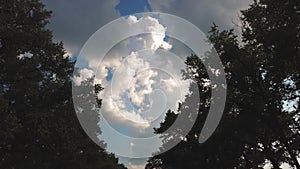 Looking up at trees. a below view, up to blue sky with white clouds, through moving silhouettes of green trees tops