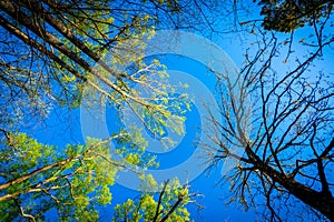 Looking up at trees with a blue sky in the background