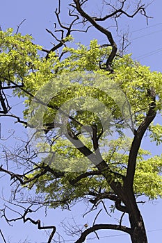 Looking up trees branches and leaves against blue sky