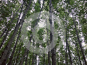 Looking up at trees in nature forest