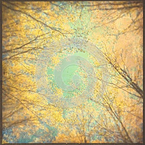 Fall tree tops and sky. Square background.