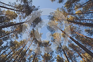 Looking up on trees. Sunny evening light and blue sky, good weather and warm colors