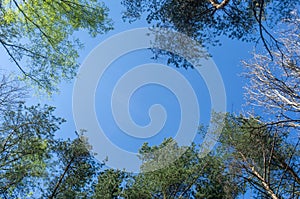 Looking up through the treetops. Beautiful natural frame of foliage against the sky. Copy space.Green leaves of a tree against the