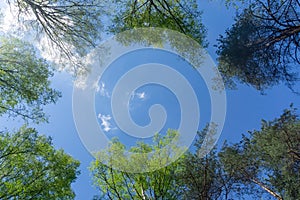 Looking up through the treetops. Beautiful natural frame of foliage against the sky. Copy space.Green leaves of a tree against the