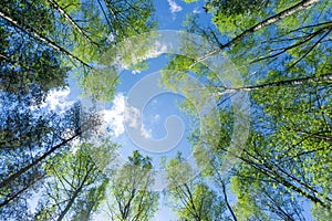 Looking up through the treetops. Beautiful natural frame of foliage against the sky. Copy space.Green leaves of a tree against the