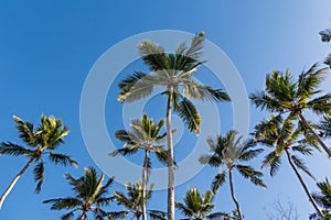 Looking up at tropical palm trees against a blue sunny sky