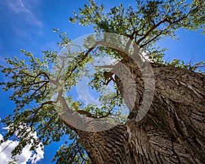 Looking up the trunk of a Cottonwood tree. photo