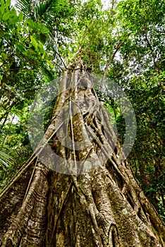 Looking up the trunk of a giant rainforest tree to the canopy
