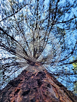 Looking up the trunk of a large pine tree