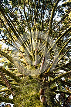 Looking up - trunk of an old tall tree.