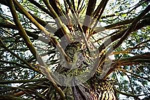 Looking up - trunk of an old tall tree.