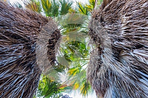 Looking up at the trunk of a palm tree