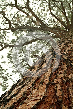 Looking up the trunk of a tall pine tree