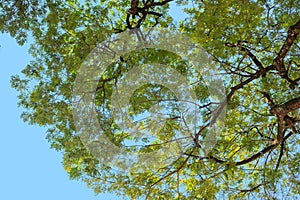 Looking up from under the tree with branch and green leaf