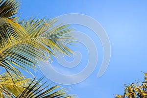 Looking-up view of a beautiful tropical coconut palm tree with blue sunny sky background. Green leaves of coconut palm tree forest