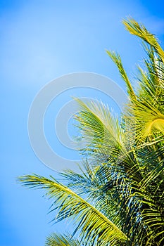 Looking-up view of a beautiful tropical coconut palm tree with blue sunny sky background. Green leaves of coconut palm tree forest