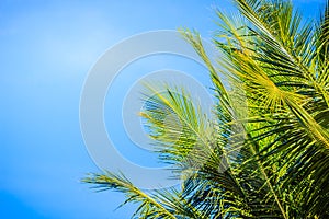 Looking-up view of a beautiful tropical coconut palm tree with blue sunny sky background. Green leaves of coconut palm tree forest