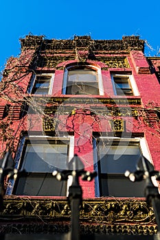 Looking up at the vine-covered facade of an old Harlem brownstone building, Manhattan, New York City, NY, USA