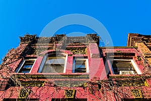 Looking up at the vine-covered facade of an old Harlem brownstone building, Manhattan, New York City, NY, USA