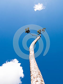 Looking up wiew of a trunk of a tree with blue sky