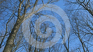 Looking Up Into A Winter Tree Canopy Of Leafless Branches Silhouetted Against A Sunny Blue Sky. Cold January Winter