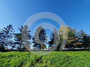 Looking Uphill at Avondale Cemetery photo